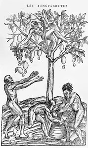Noten verzamelen voor wijn maken, illustratie uit Singulariteiten van Frankrijk Antarctique, door Andre de Thevet, 1558 door French School